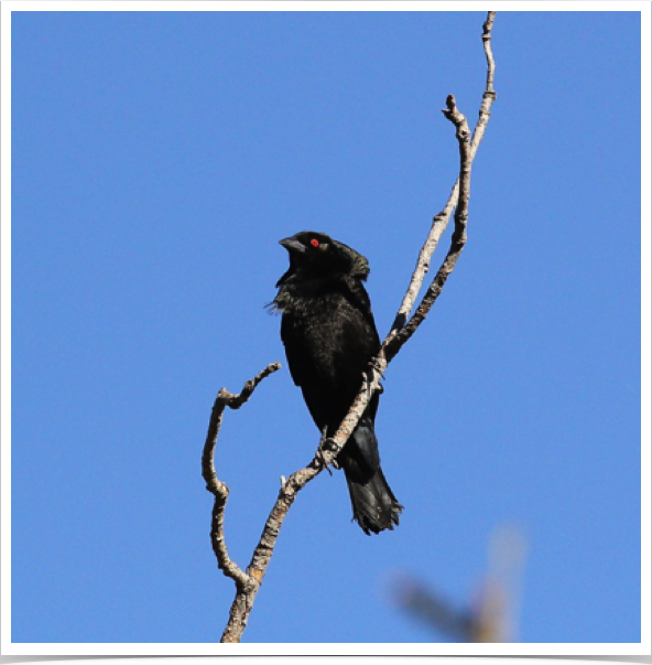 Bronzed Cowbird